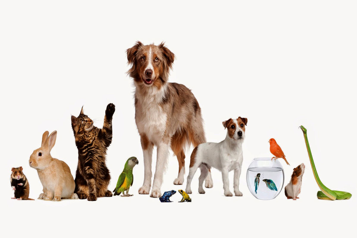 حیوانات خانگی