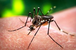 خطر انتقال ویروس زیکا از طریق پشه آئدس خطرناک‌تر از کرونا است