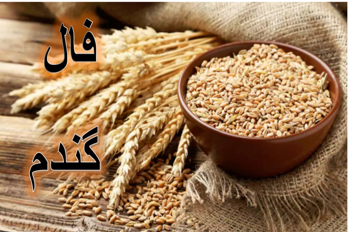فال گندم (1)