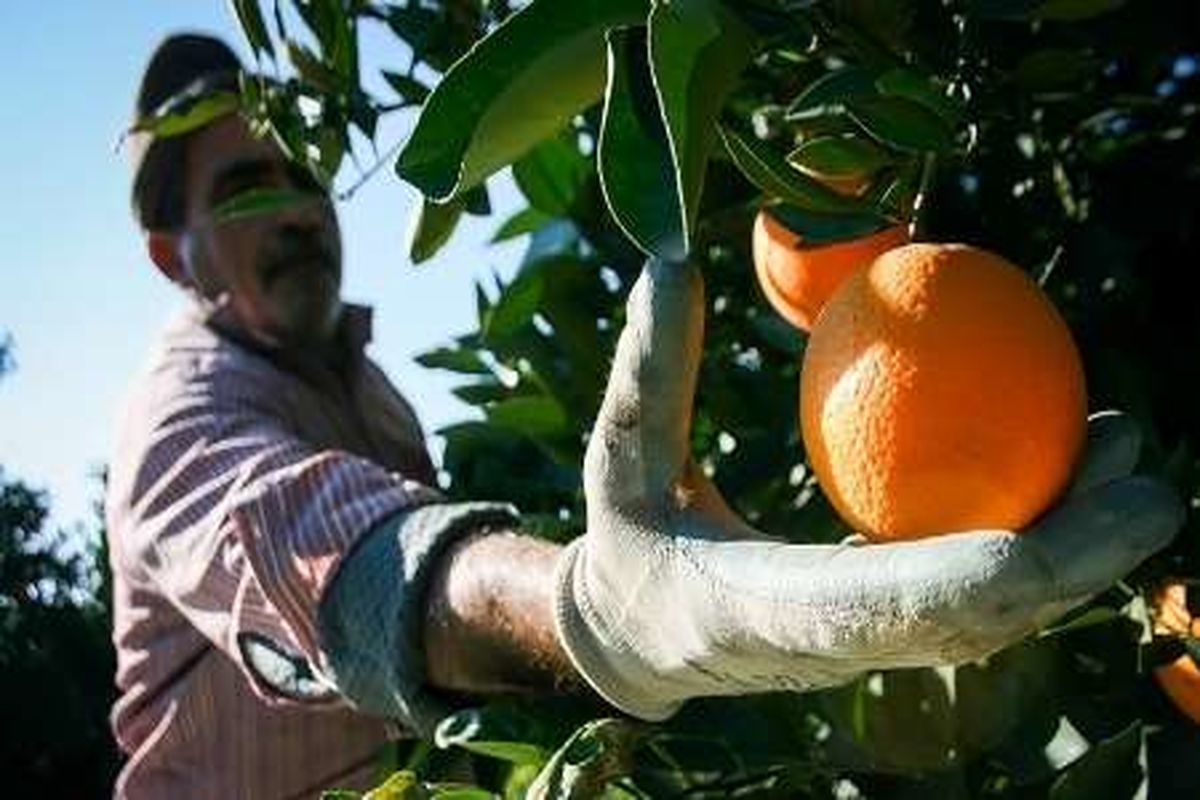 بزرگ‌ترین باغ خاورمیانه در مرز خسروی