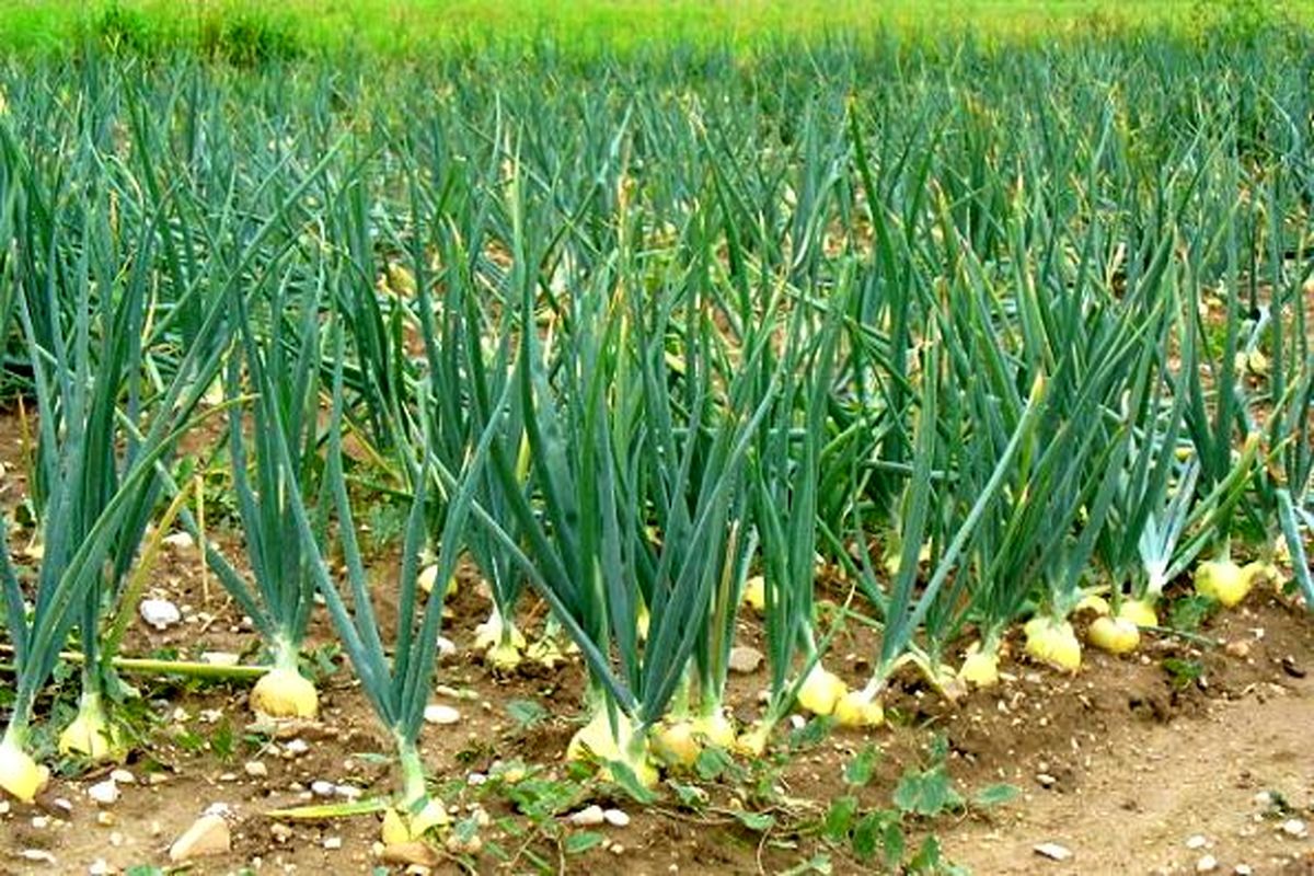 کشت سیر