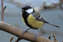 فیلمبرداری اثر جدید کامبوزیا پرتوی در لاهیجان