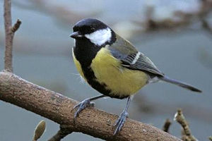 فیلمبرداری اثر جدید کامبوزیا پرتوی در لاهیجان