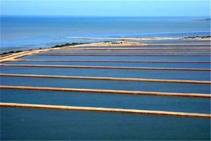 پرورش حدود ۱۲۲ میلیون میگو وانامی در مجتمع پرورش میگو گمیشان