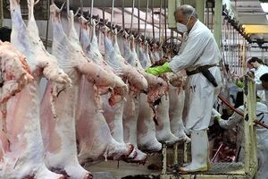 ۳۳ اکیپ ثابت و سیار دامپزشکی ذبح دام‌های نذری در تاسوعا و عاشورا کرمانشاه را رصد می کنند