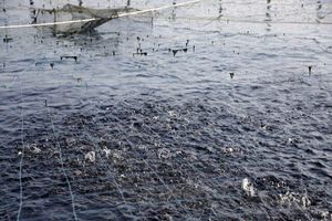 پرورش ماهی در قفس یک ظرفیت فعال در حوزه دانش‌بنیان و اشتغال‌زایی