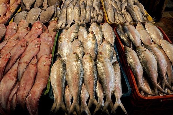  بیش از ۳۷۰ میلیون دلار ماهی در سال ۱۴۰۳ به خارج از کشور صادر شد