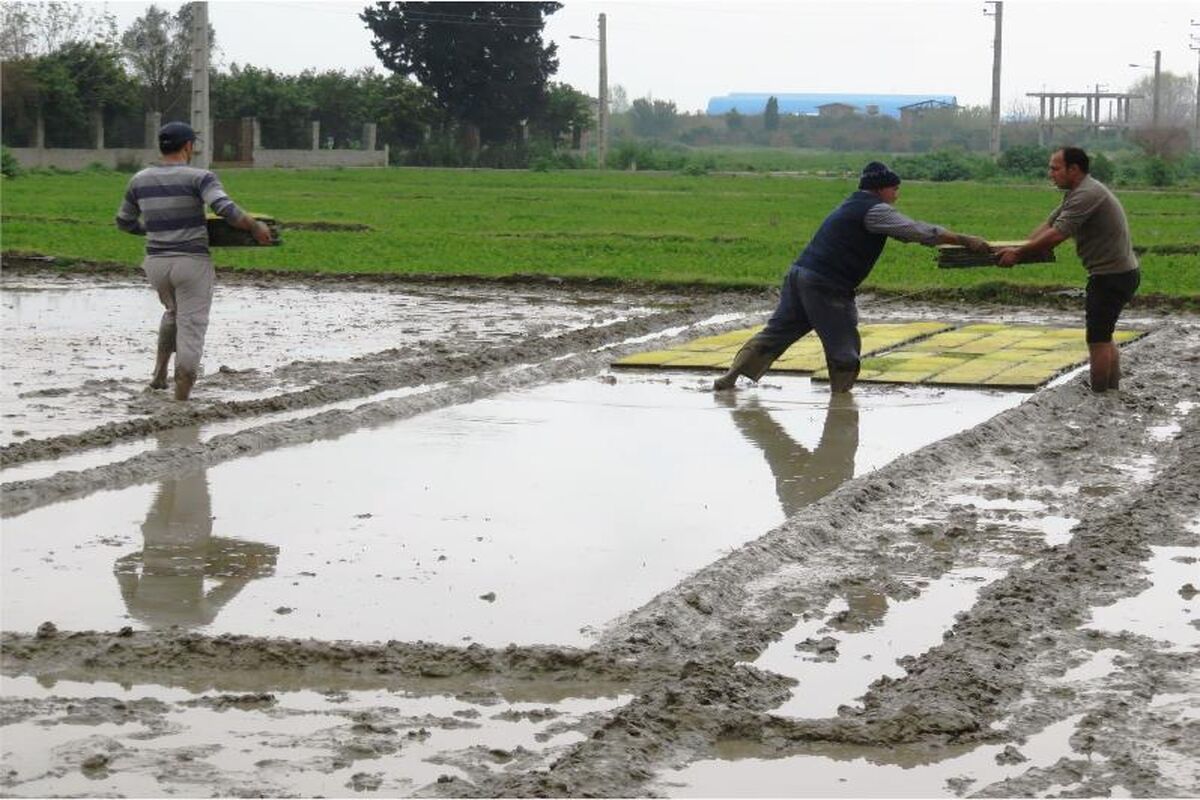شالیزار مازندران