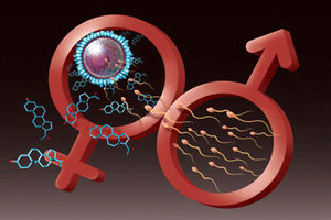 سوداگری میان متقاضیان بچه و پول تحت عنوان اهدای تخمک/ در بازار دلالان سلامت چه می‌گذرد؟