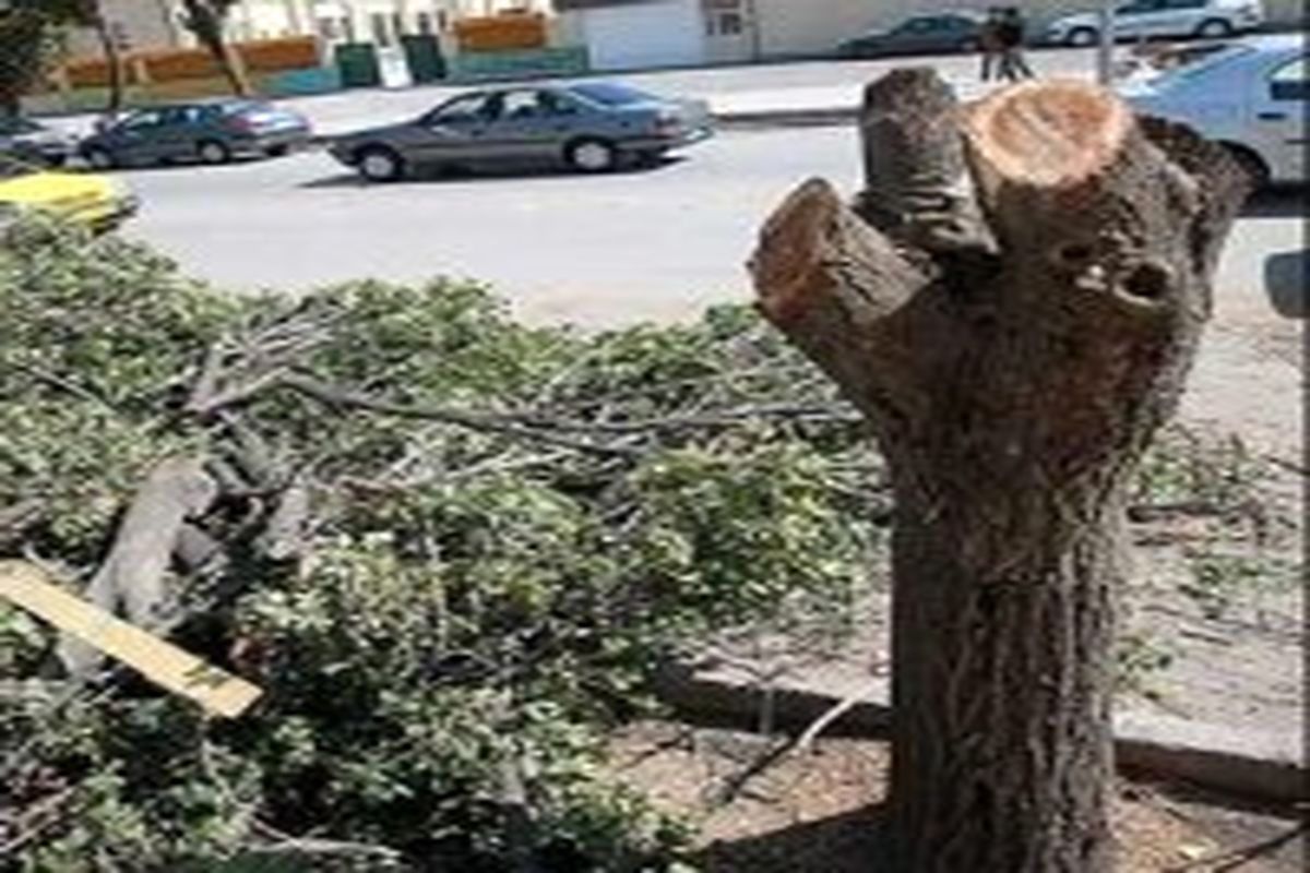 سقوط ناگهانی درخت در نوده خاندوز