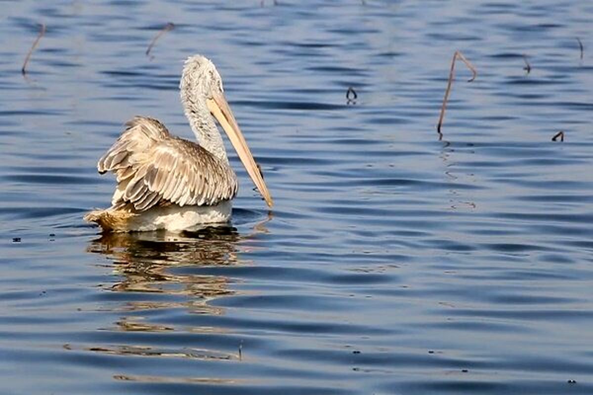 پلیکان+خاکستری
