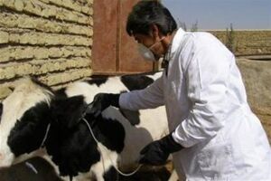 هیچ کانون فعالی از تب برفکی یا تب مالت در آذربایجان‌ شرقی وجود ندارد