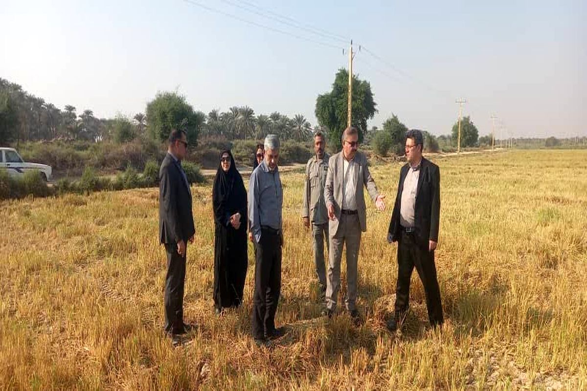 بقایای کشاورزی