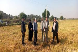 ترویج روش‌های جایگزین به‌جای سوزاندن بقایای گیاهی ضروری است 