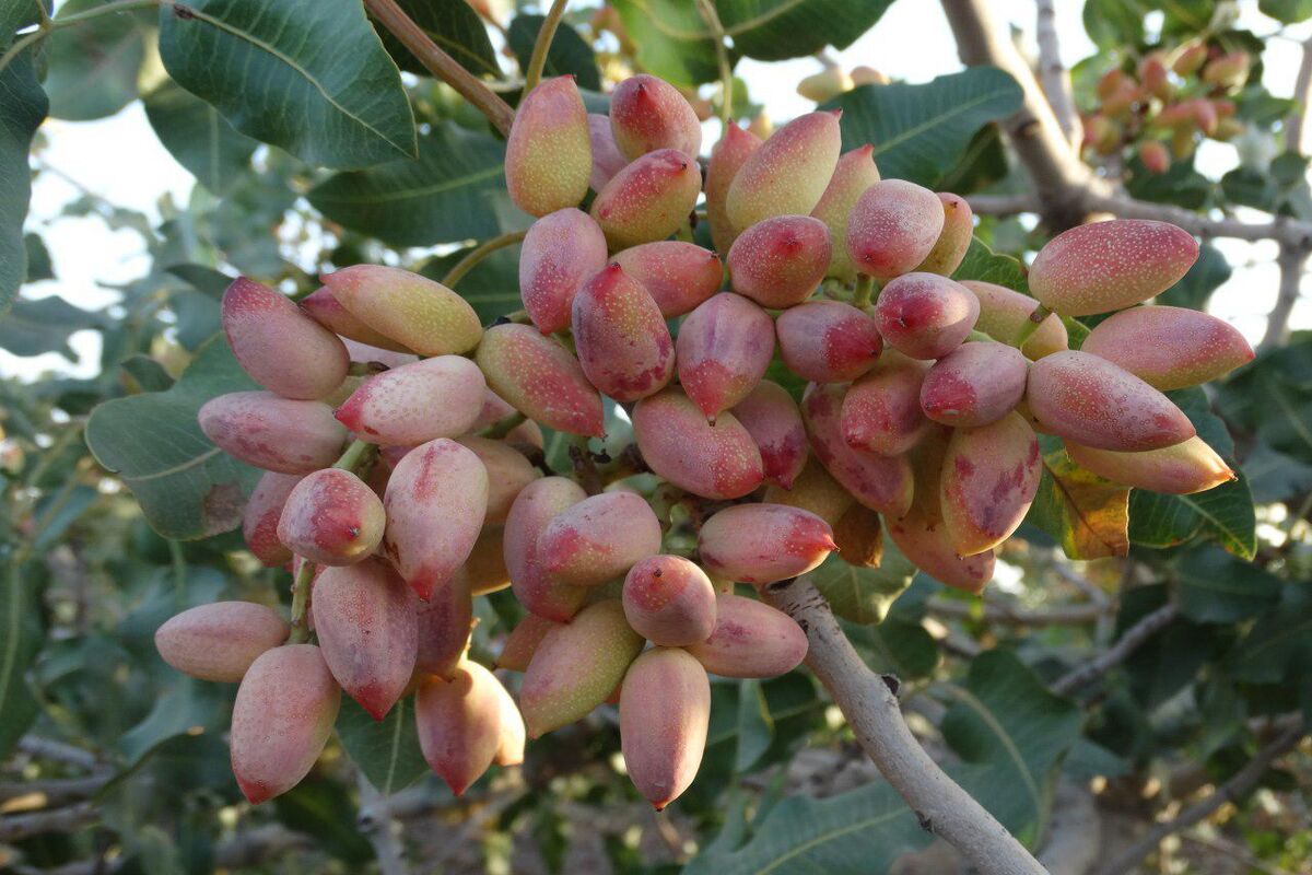 برداشت پسته