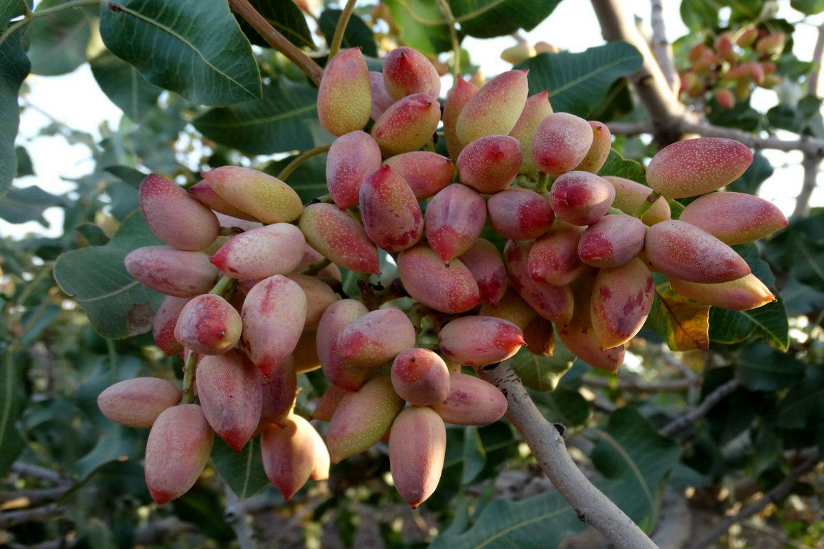 برداشت پسته