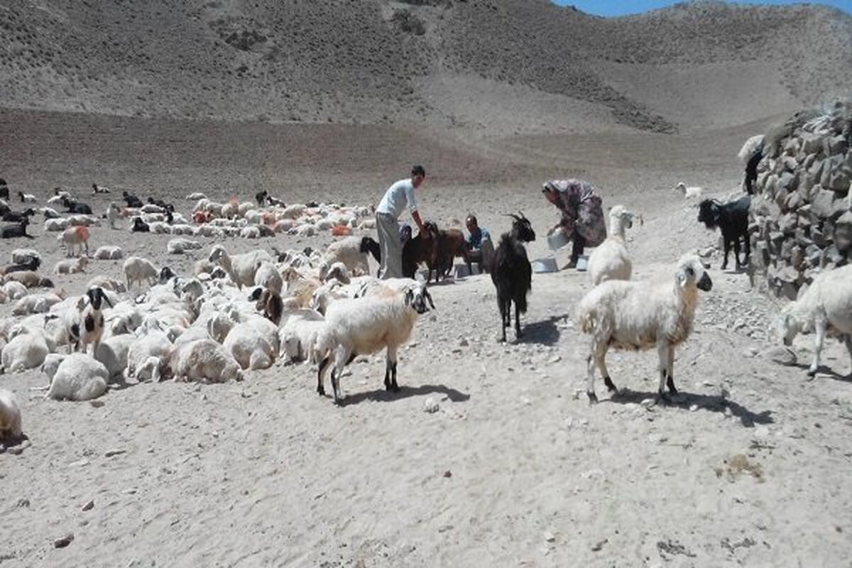 خرید حمایتی دام عشایر