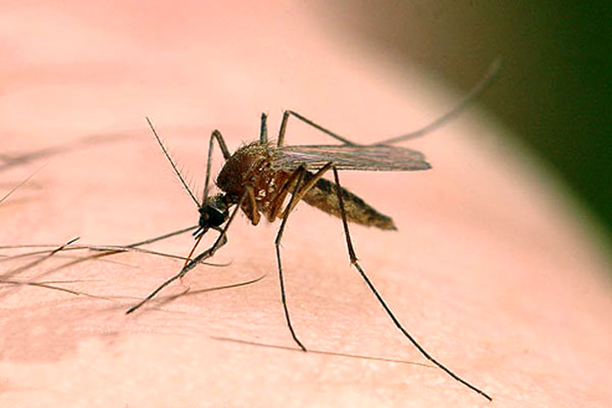 اصفهان- سالک