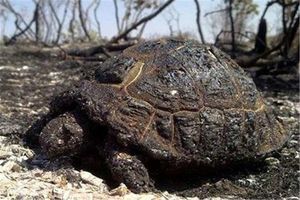 جنگل‌های لرستان همچنان در آتش می‌سوزد / نیاز به حضور بالگرد