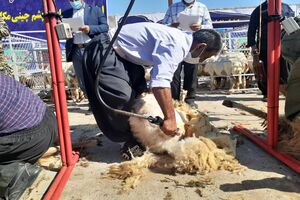 آغاز مراسم طرح پشم چینی مکانیزه در کوهسرخ