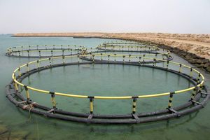 تولید ۲۰۰ هزارتن ماهی در قفس ۸هزار میلیارد تسهیلات می‌خواهد