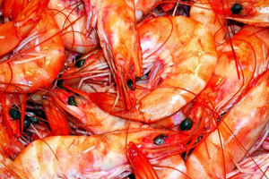 صادرات هشتاد درصد میگو‌های تولیدی هرمزگان به کشور‌های اروپایی