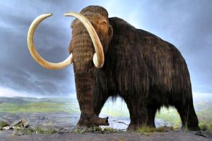 بقایای ماموت ۱۴ هزار ساله در مکزیک کشف شد