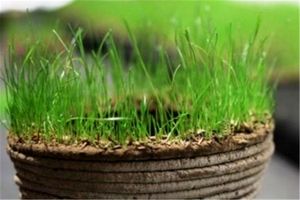 تحویل سبزه‌های نوروز در ۳۲ نقطه شهر اصفهان