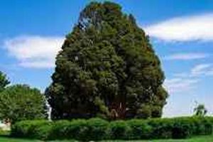  فرایند ثبت جهانی سرو ابرکوه  پیگیری می شود