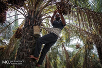 ۵۶۰ هزار تن خرمای تولیدی در داخل مصرف می شود