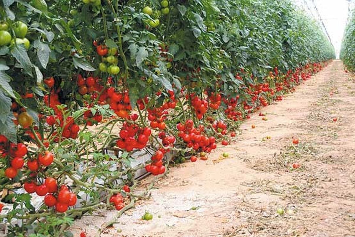  کشت گلخانه‌ای