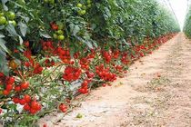 تسهیلات ویژه به متقاضیان کشت گلخانه‌ای اختصاص می‌یابد