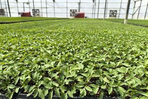 تولید ۱۱۰ میلیون نشاء سبزی و صیفی در بیضا