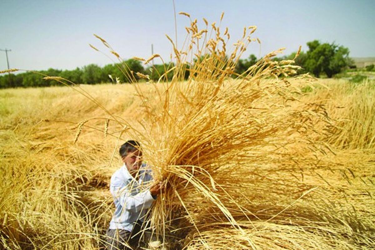 اصفهان- گندم