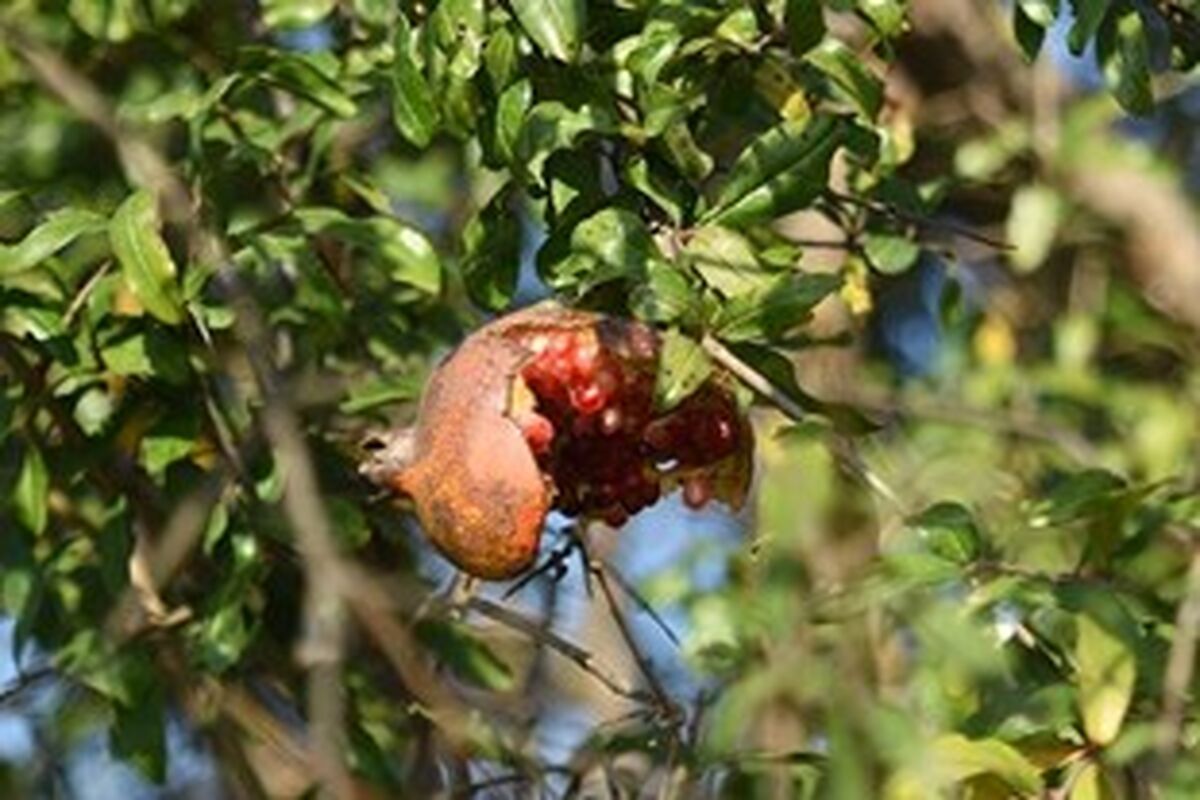 انار
