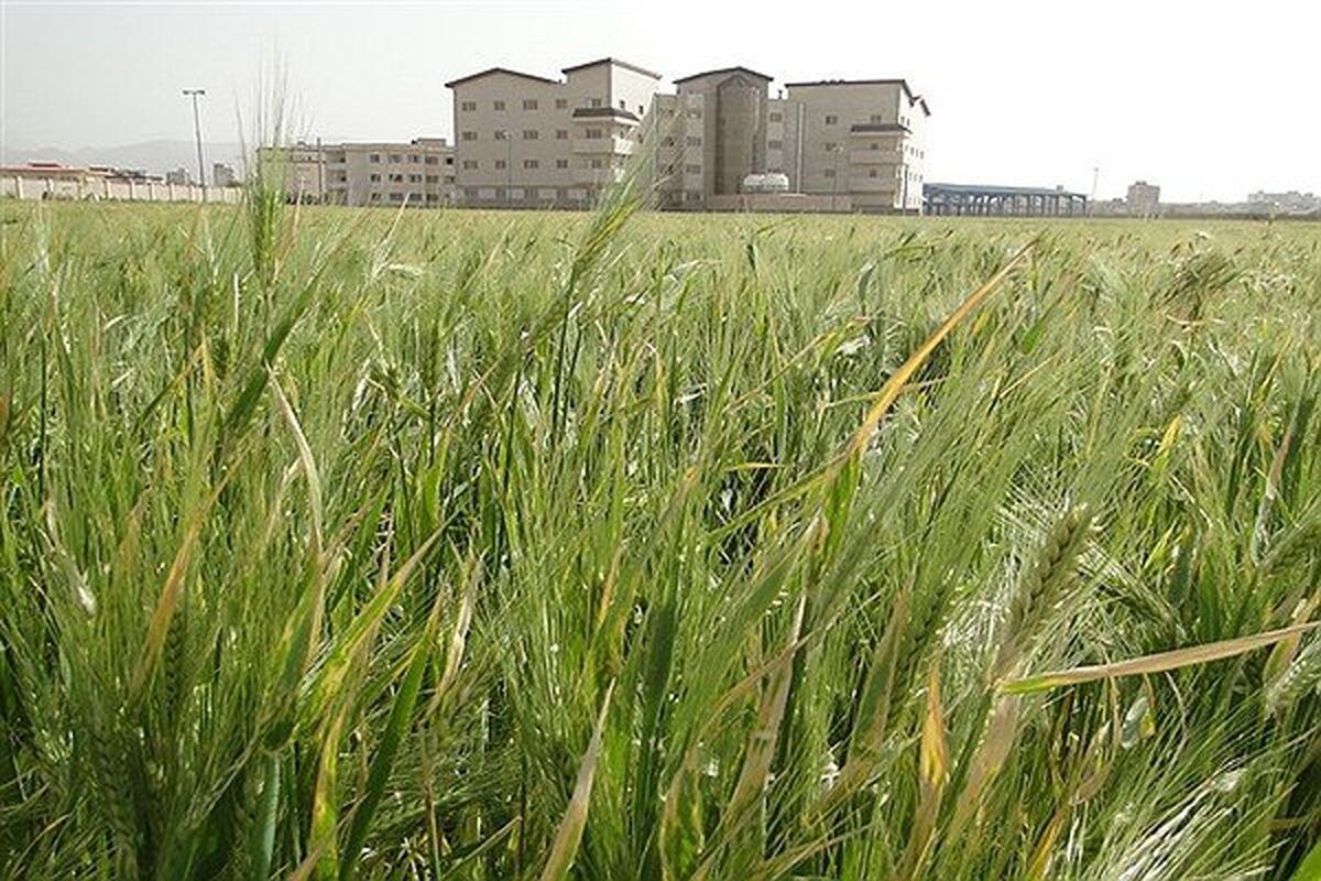 کشت جو