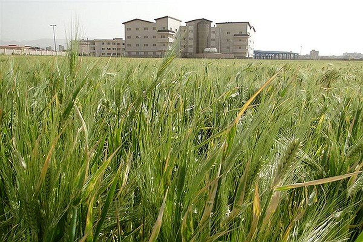 کشت جو