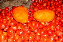 کشف 28 کیلو تریاک زیر بار گوجه در اصفهان