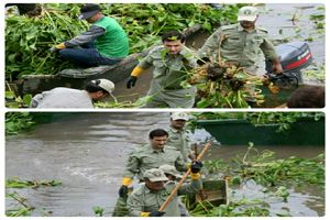 حمله به گیاه مهاجم سنبل تالابی در تالاب عینک رشت