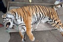 تلف شدن یک قلاده ببر در الیمالات نور در مازندران + فیلم