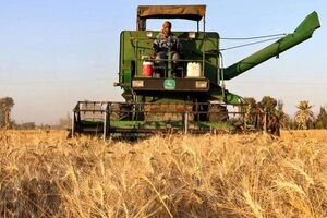 آغاز برداشت گندم از مزارع استان اردبیل