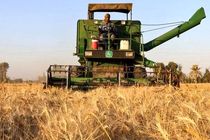 برداشت  خوشه‌های زرین گندم از مزارع استان تهران آغاز شد