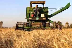 برداشت  خوشه‌های زرین گندم از مزارع استان تهران آغاز شد