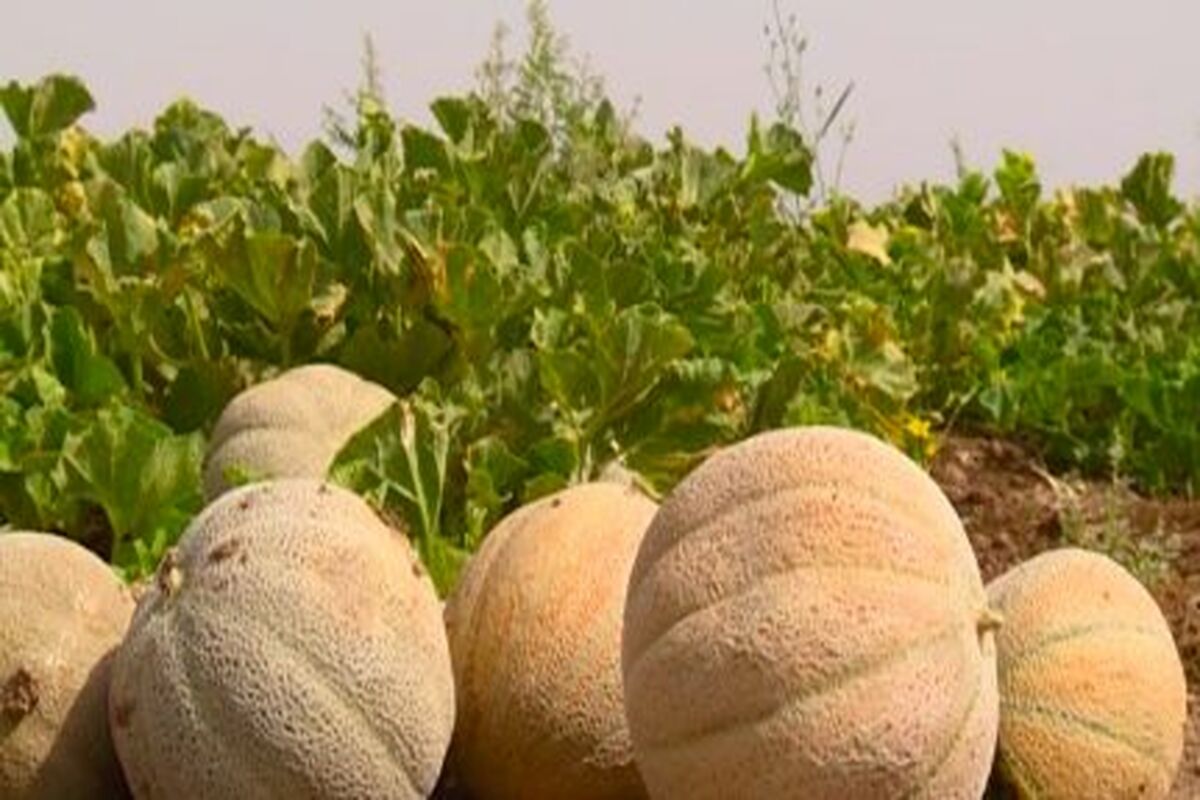 برداشت طالبی