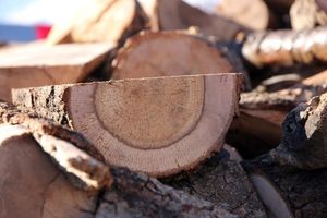 گروه سازمان‌یافته قاچاق چوب در شهرستان نور منهدم شد