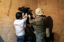 دامداران از خرید دام‌های بدون گواهی بهداشتی خودداری کنند