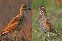 رهاسازی چهار قطعه پرنده در منطقه حیات وحش یخاب در آران و بیدگل