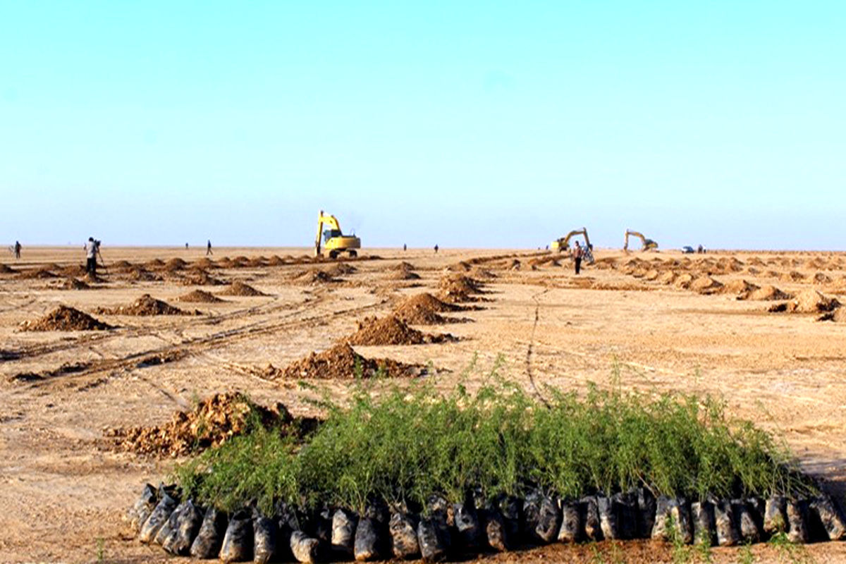  کاشت نهال