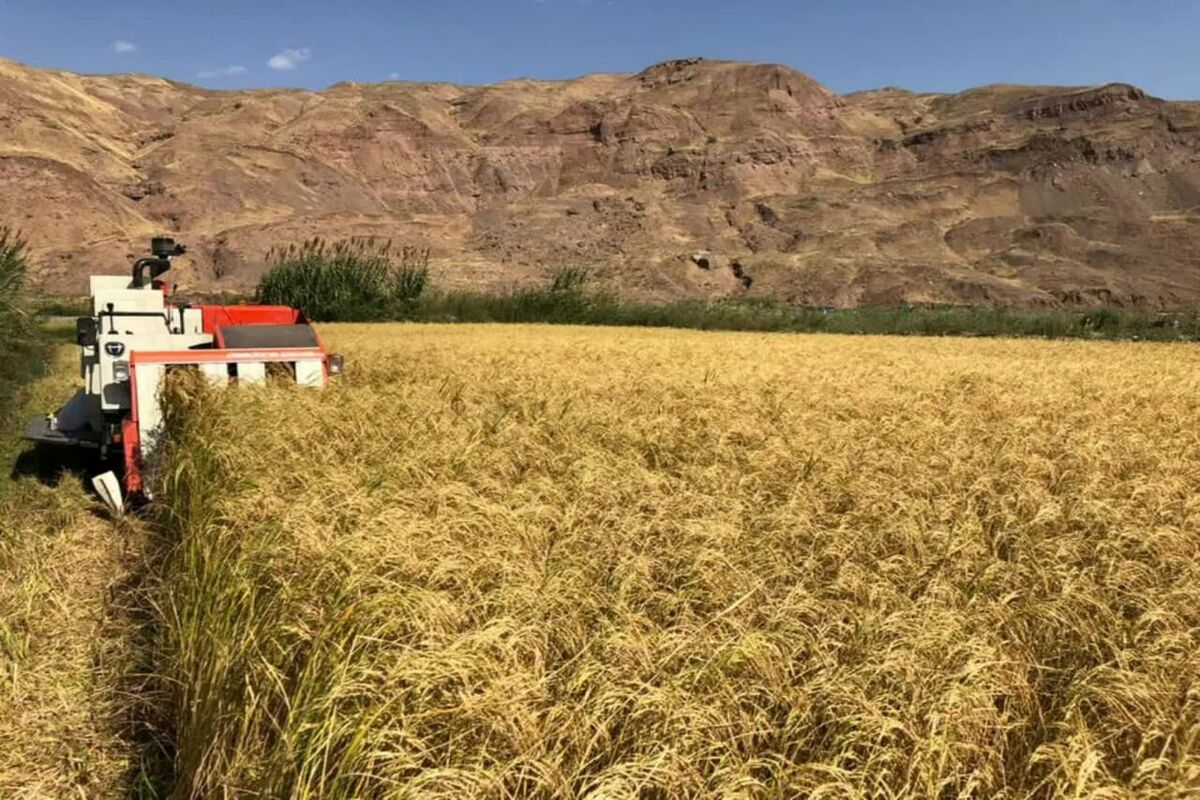 برنج قزوین