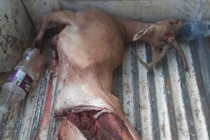 انهدام باند بزرگ شکار و قاچاق حیات وحش در پارک ملی بمو